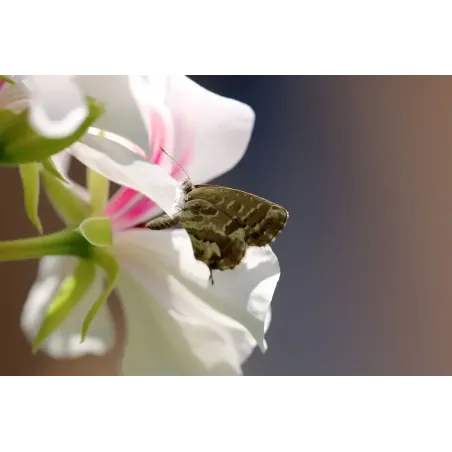 Concime in Polvere NEEM FLORTIS
