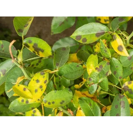Fungicida Integratore Zolfo e Rame FLORTIS