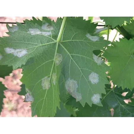 Fungicida Integratore Zolfo e Rame FLORTIS