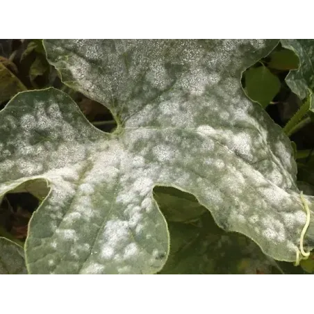 Fungicida BIO Bicarbonato di Sodio FLORTIS