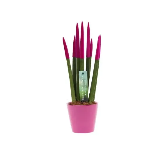 Sansevieria Cylindrica Velvet TouchZ® - Vendita Online Sansevieria Cylindrica Velvet TouchZ® - Vendita Online