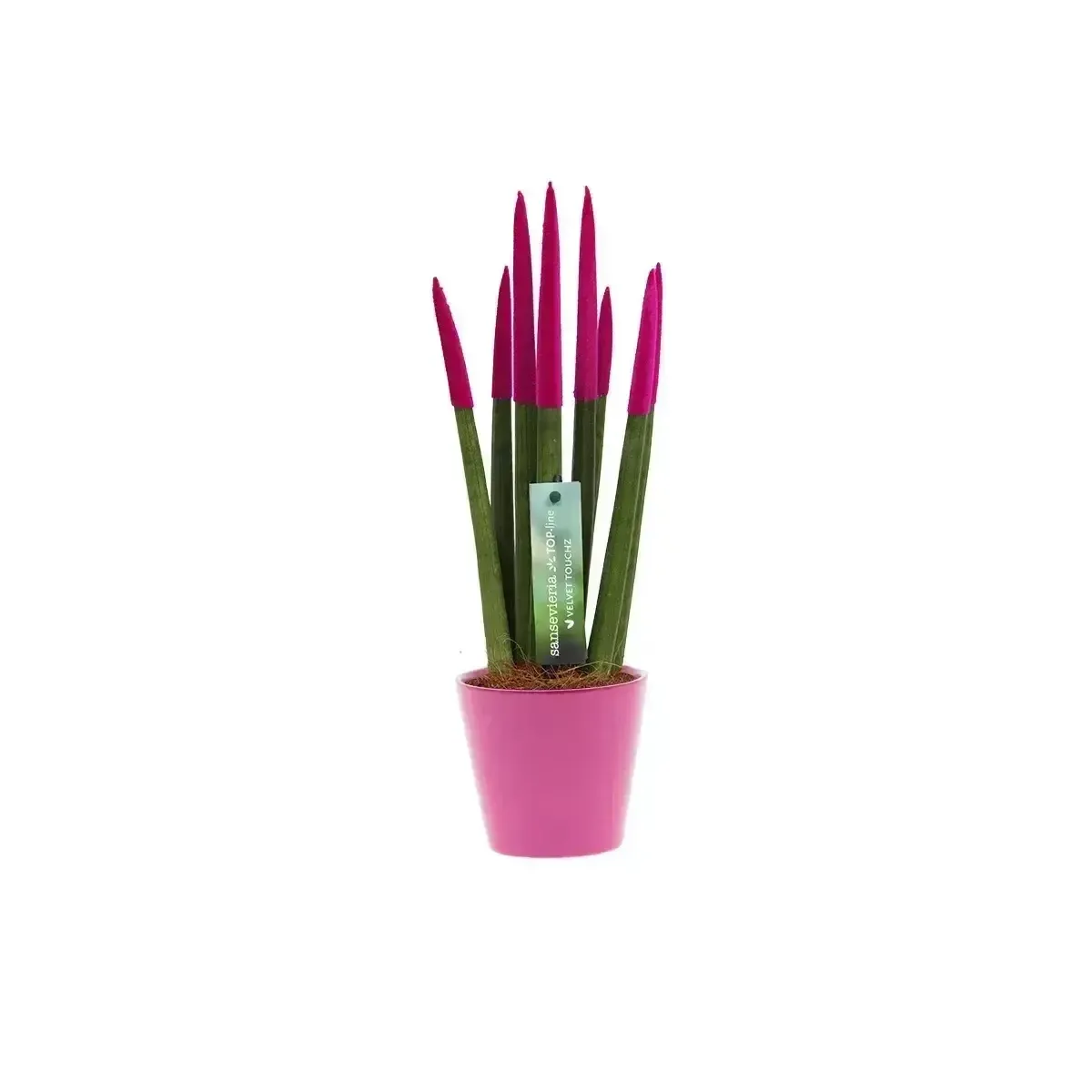 Sansevieria Cylindrica Velvet TouchZ®