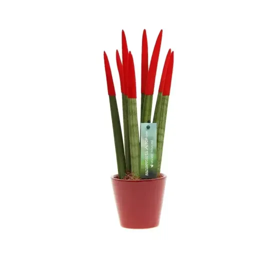 Sansevieria Cylindrica Velvet TouchZ® - Vendita Online