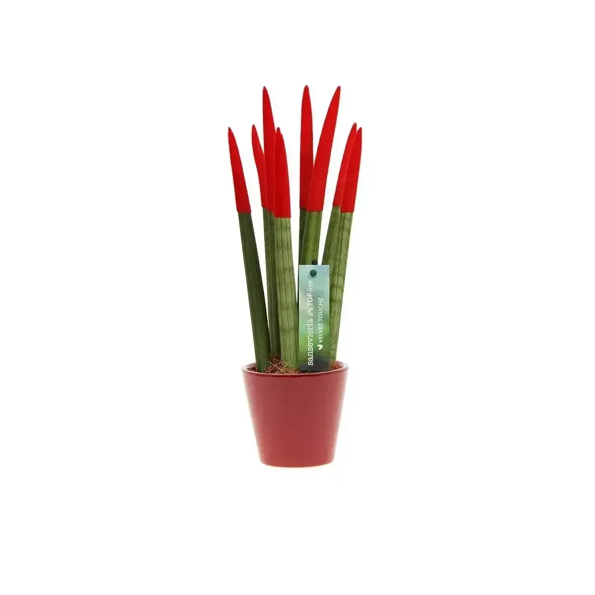 Sansevieria Cylindrica Velvet TouchZ®