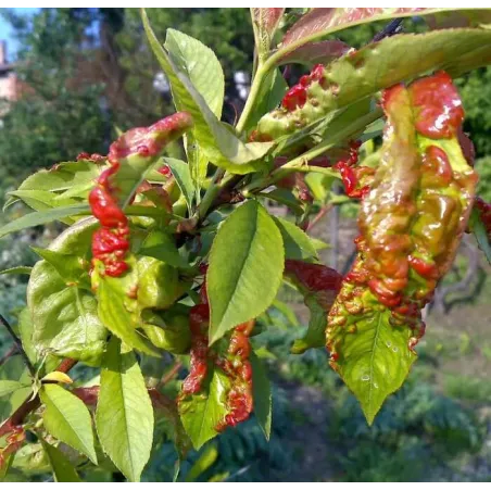 Fungicida Naturale Lecitina di Soia COMPO