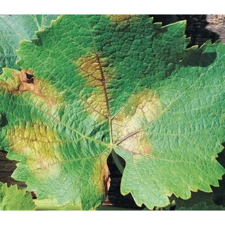 Fungicida Naturale Lecitina di Soia COMPO