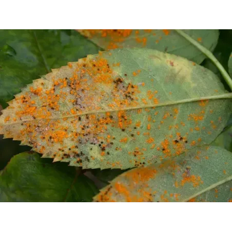 Fungicida Naturale Lecitina di Soia COMPO