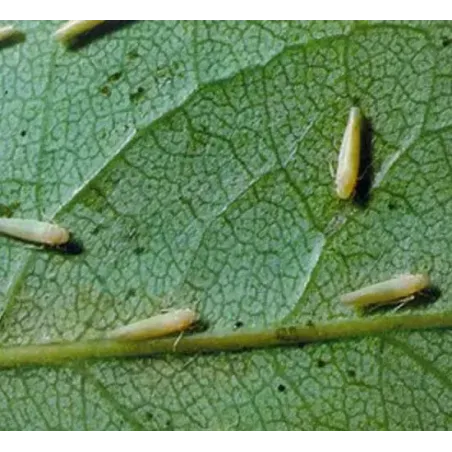 Anticocciniglia Biologico Olio di lino Naturale CIFO