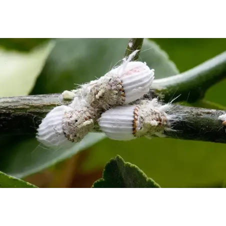 Insetticida Biologico Sapone Molle Naturale CIFO