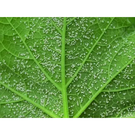 Insetticida Biologico Sapone Molle Naturale CIFO