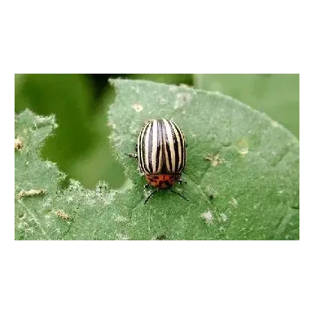 Insetticida Biologico Polvere di Roccia CIFO