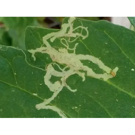 Insetticida Biologico Polvere di Roccia CIFO