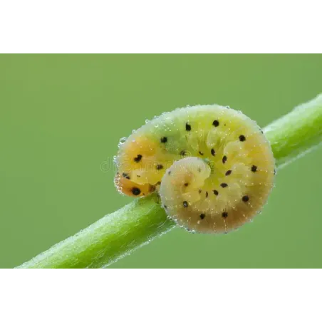 Insetticida Fungicida Naturale CIFOTRIS BIO CIFO