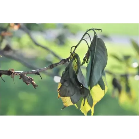 Insetticida Fungicida Naturale CIFOTRIS BIO CIFO