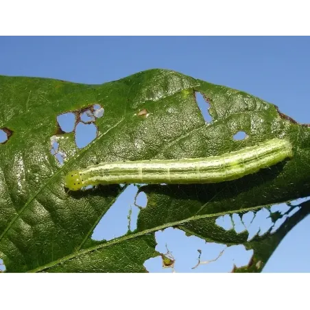 Insetticida Fungicida Naturale CIFOTRIS BIO CIFO