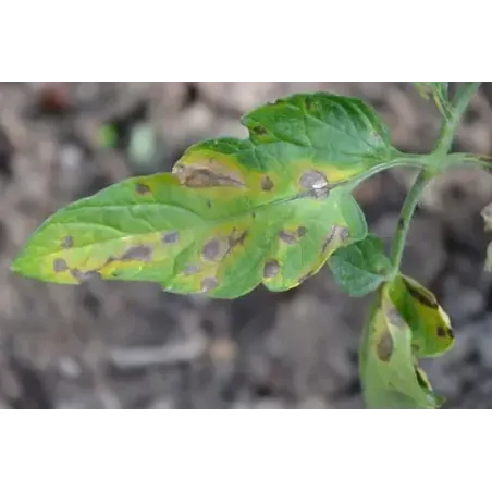 Insetticida Fungicida Naturale CIFOTRIS BIO CIFO