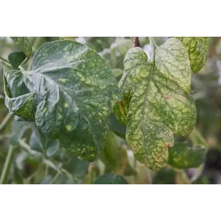 Insetticida Fungicida Naturale CIFOTRIS BIO CIFO