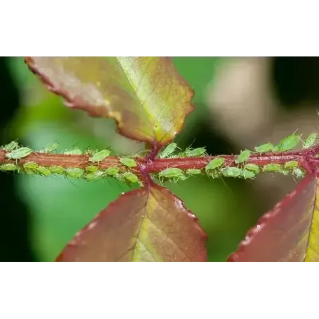 Insetticida Fungicida Tripla Azione Spray NATURAE FLORTIS