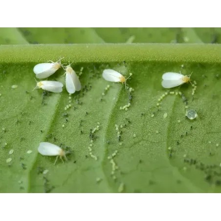 Insetticida Fungicida Tripla Azione Spray NATURAE FLORTIS