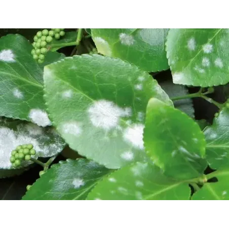 Insetticida Fungicida Tripla Azione Spray NATURAE FLORTIS