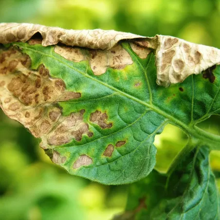 Insetticida Fungicida Tripla Azione NATURAE FLORTIS