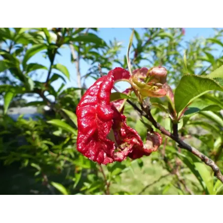 Fungicida Naturale CIFOBLOK PLUS CIFO