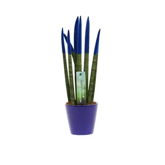 Sansevieria Cilindrica Color Life Giallo In Vaso Ceramica Con Spatolatura - Pianta Vera Powers To Flowers