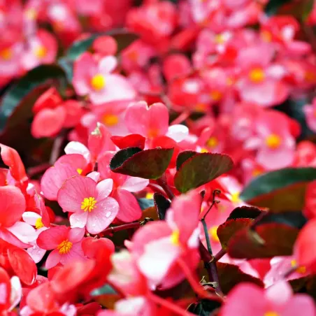 Semi di Begonia in Miscuglio FLORTIS