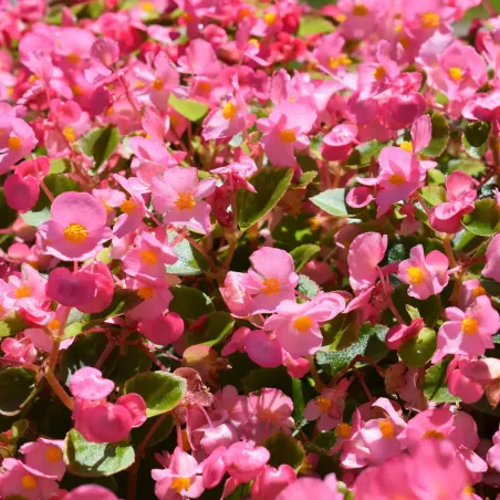 Semi di Begonia in Miscuglio FLORTIS