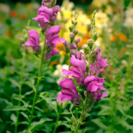 Semi di Bocca di Leone in Miscuglio FLORTIS