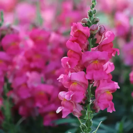 Semi di Bocca di Leone in Miscuglio FLORTIS