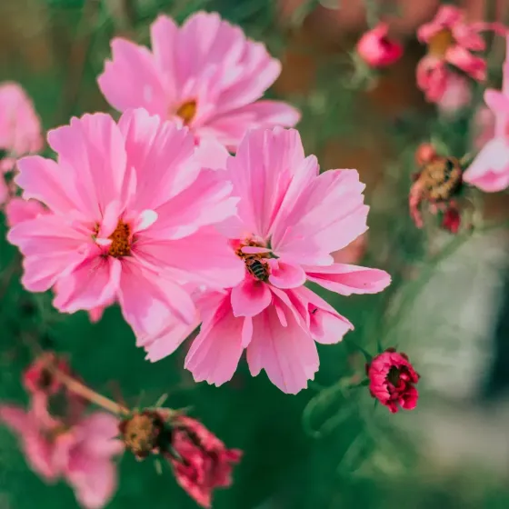 Semi di Cosmea Alta in Miscuglio FLORTIS