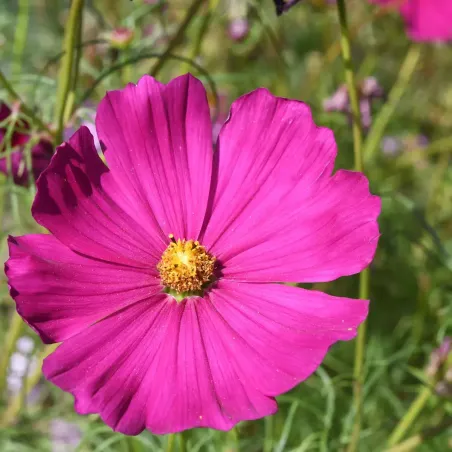 Semi di Cosmea Alta in Miscuglio FLORTIS