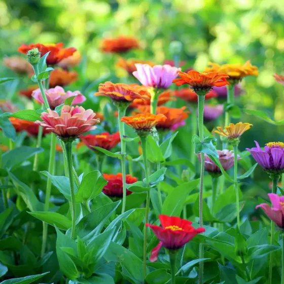 Semi di Fiori Annuali in Miscuglio FLORTIS