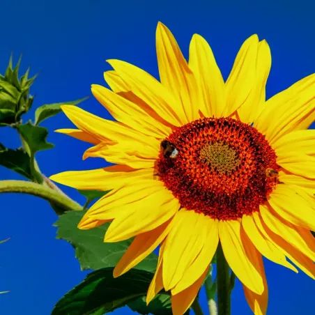 Semi di Fiori Annuali in Miscuglio FLORTIS