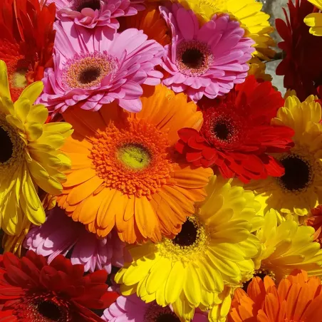 Semi di Gerbera Gigante Mix FLORTIS