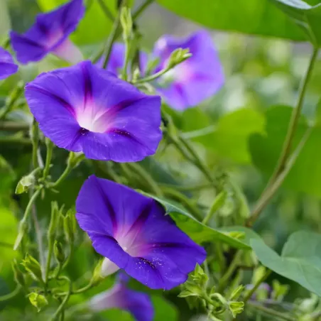 Semi di Ipomea o Campanella Mix FLORTIS