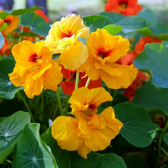 Semi di Nasturzio Nano Doppio Mix FLORTIS