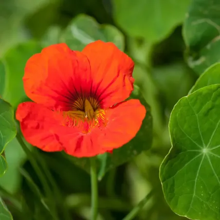 Semi di Nasturzio Nano Doppio Mix FLORTIS