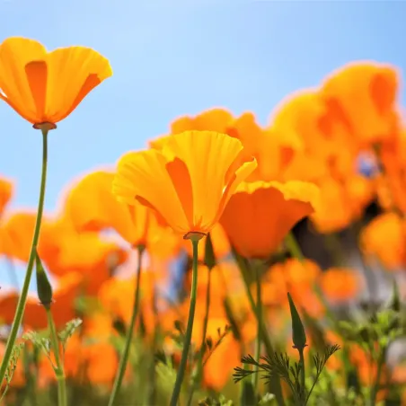 Semi di Papavero della California MIX FLORTIS