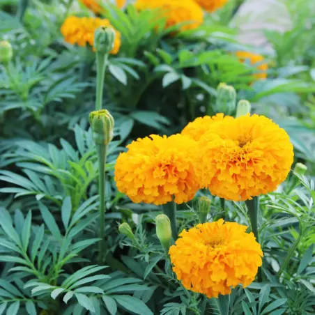 Semi di Tagete Alta Doppia MIX FLORTIS