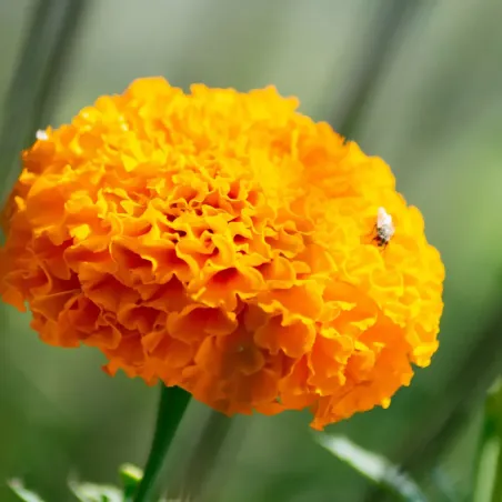 Semi di Tagete Alta Doppia MIX FLORTIS