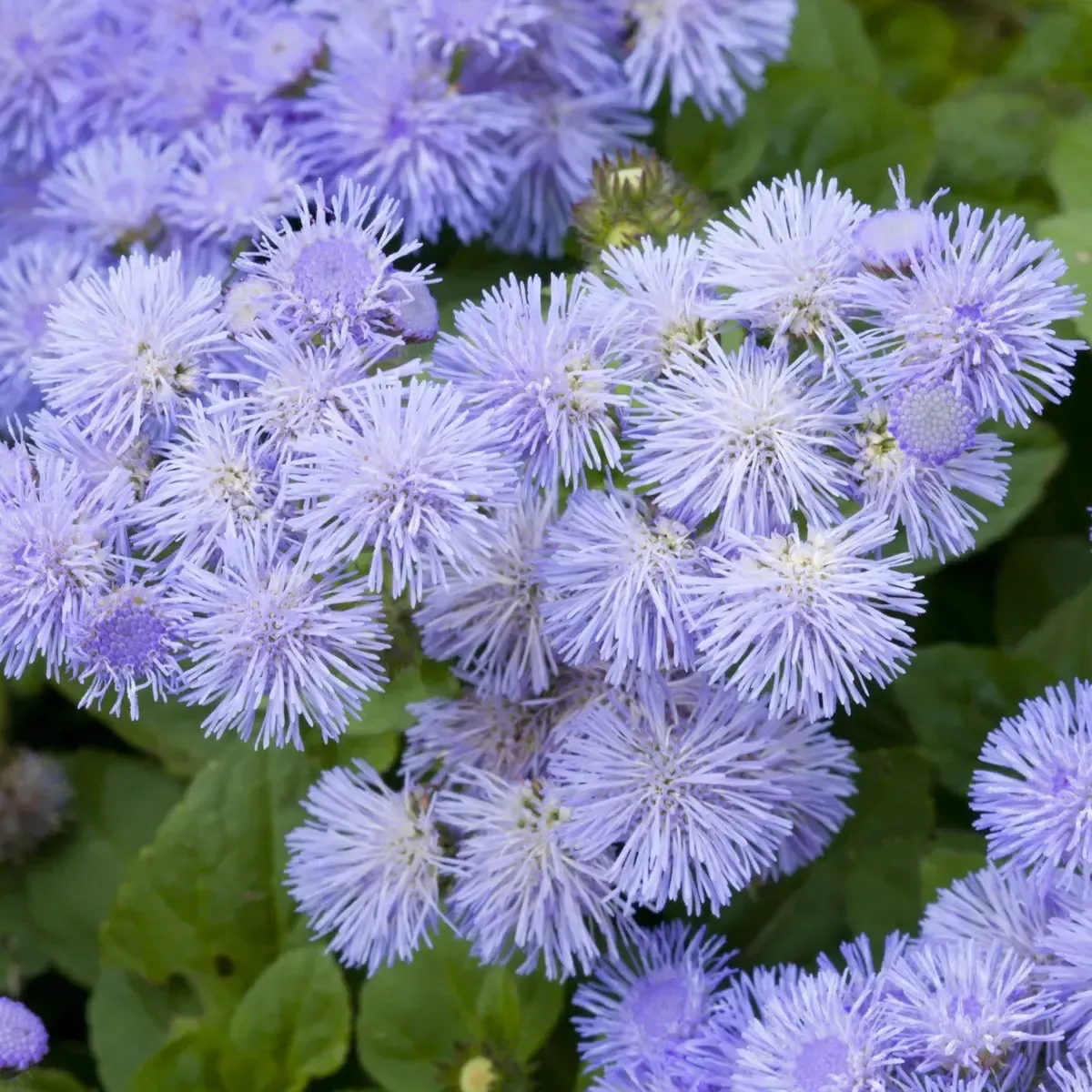Semi di Agerato Nano Violetto FLORTIS
