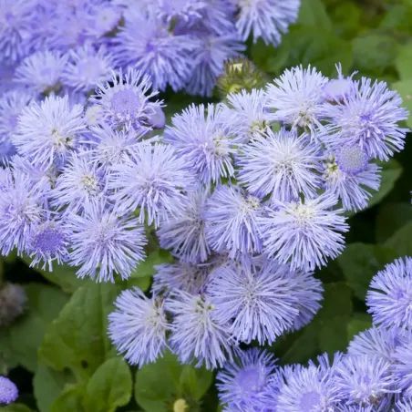 Semi di Agerato Nano Violetto FLORTIS