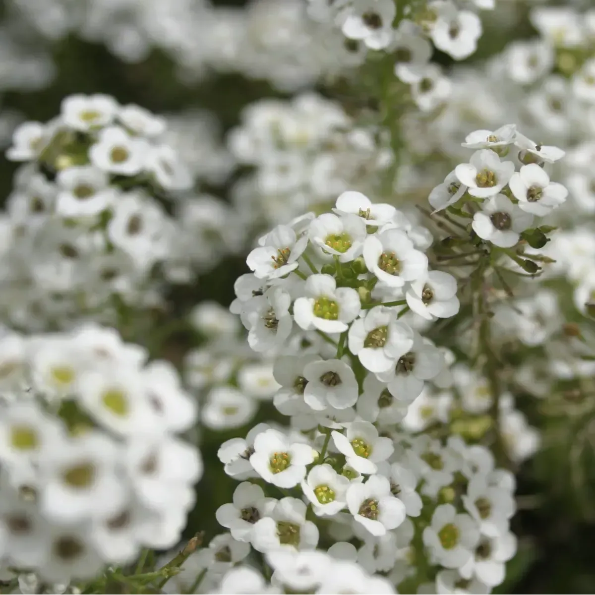 Semi di Alisso Nano Bianco FLORTIS