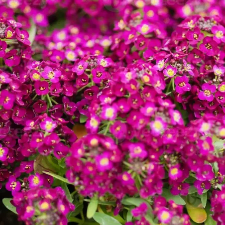 Semi di Alisso Nano Violetto FLORTIS