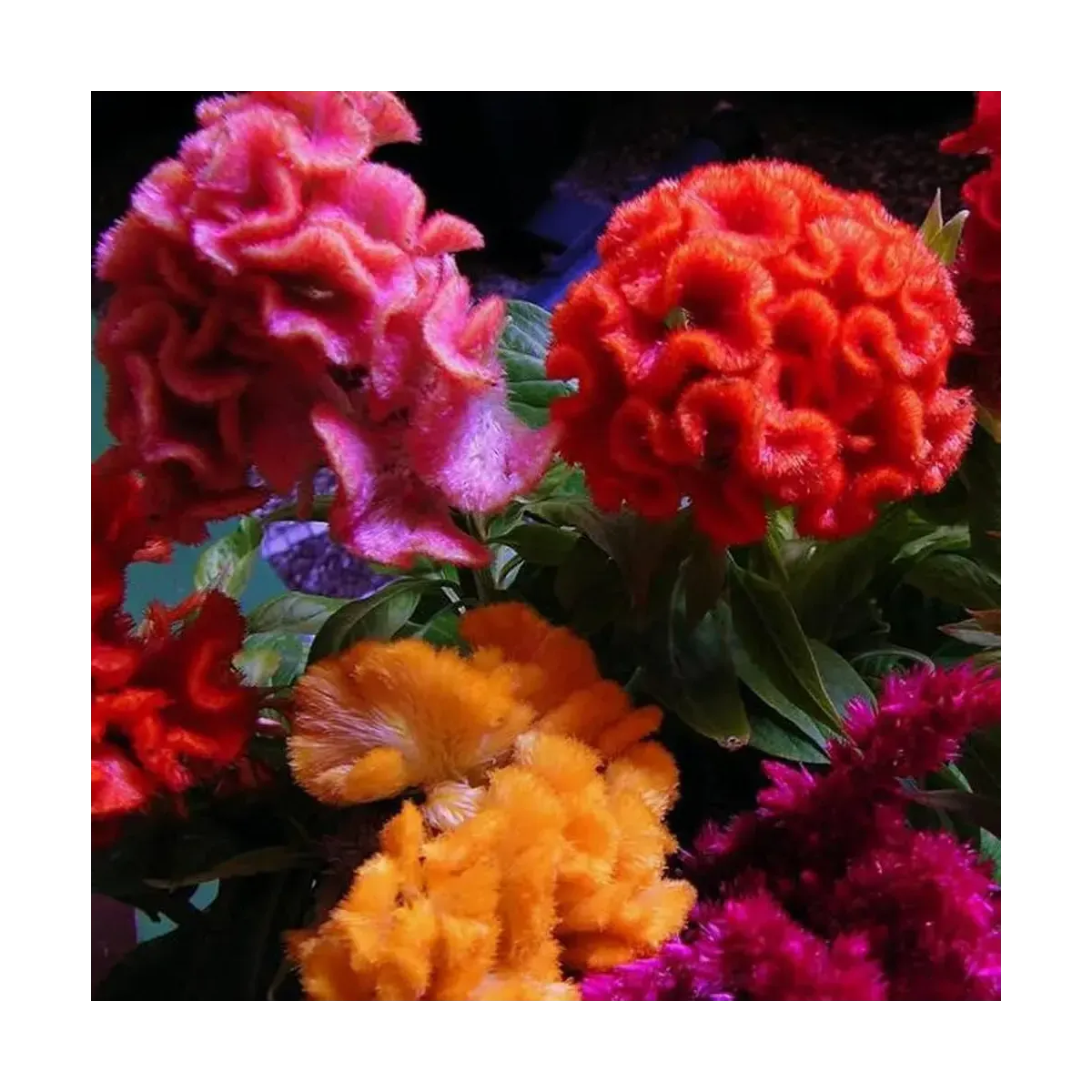 Semi di Celosia Cresta di Gallo FLORTIS