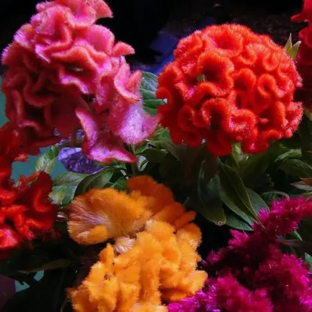 Semi di Celosia Cresta di Gallo FLORTIS