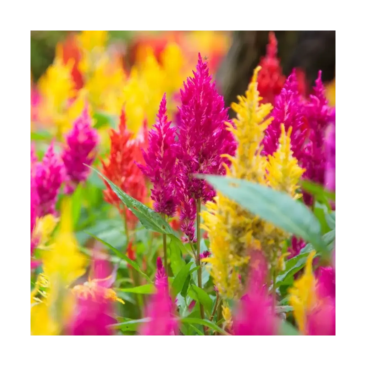 Semi di Celosia Plumosa Nana FLORTIS