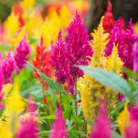 Semi di Celosia Plumosa Nana FLORTIS